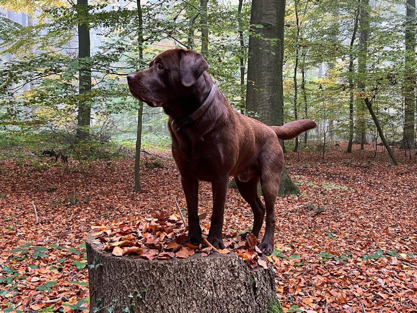 Hund auf Baumstumpf